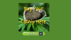 buy-your-catnip-here-buy-now-
