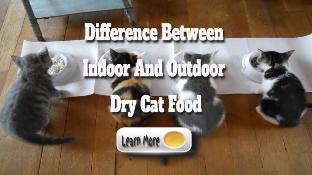 indoor and outdoor cats