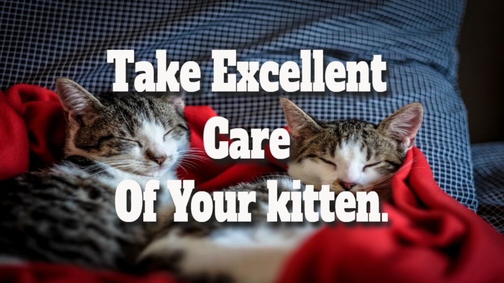 Take Excellent Care Of Your Kitten