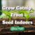 How To Grow Catnip From Seed Indoors