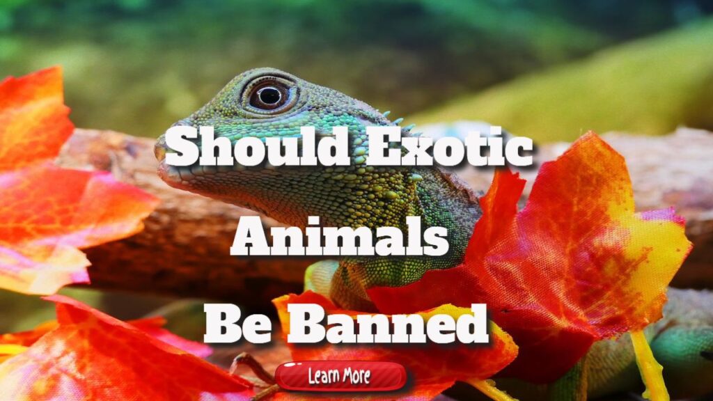 should exotic animals be banned