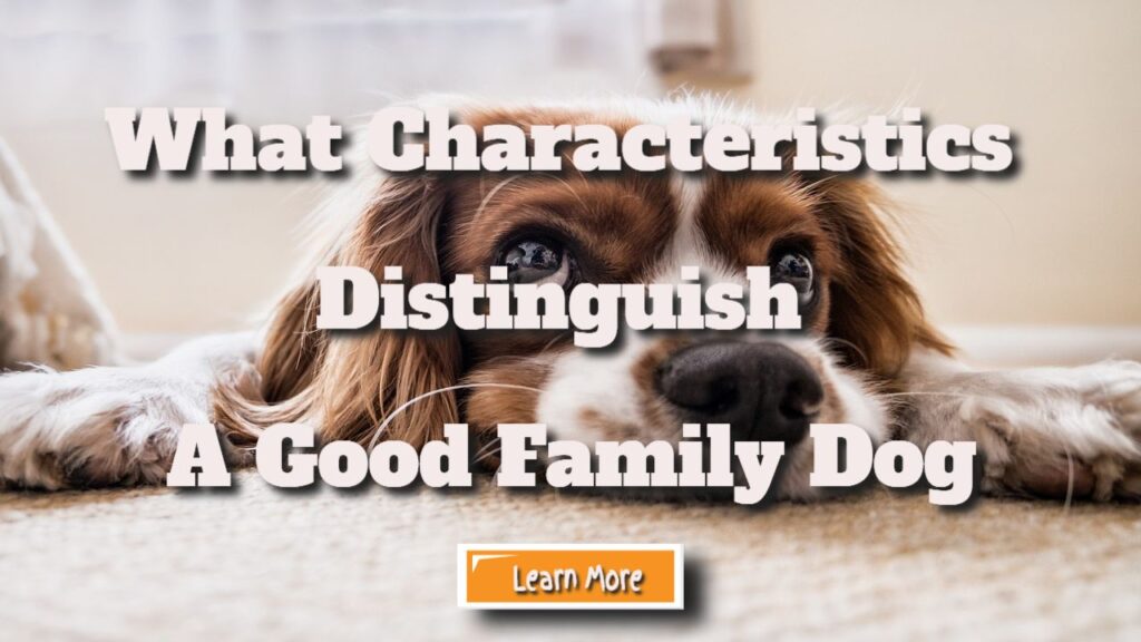 what characteristics distinquish a good family dog