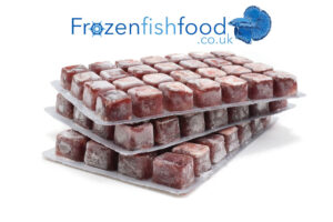 https://gqcentral.co.uk/frozen-bloodworms-for-aquarium-fish-an-ideal-food-source/