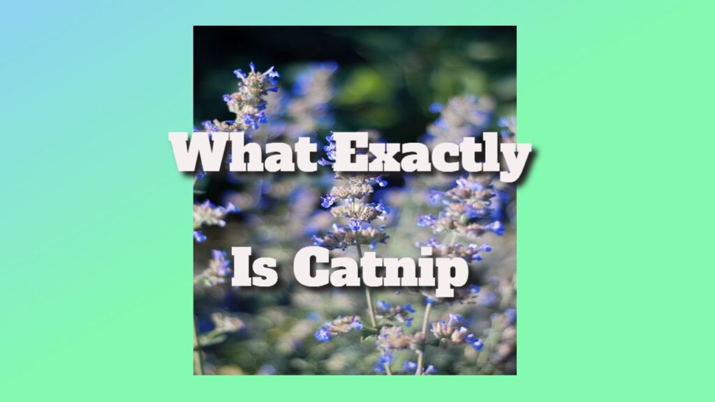 what exactly is cATNIP