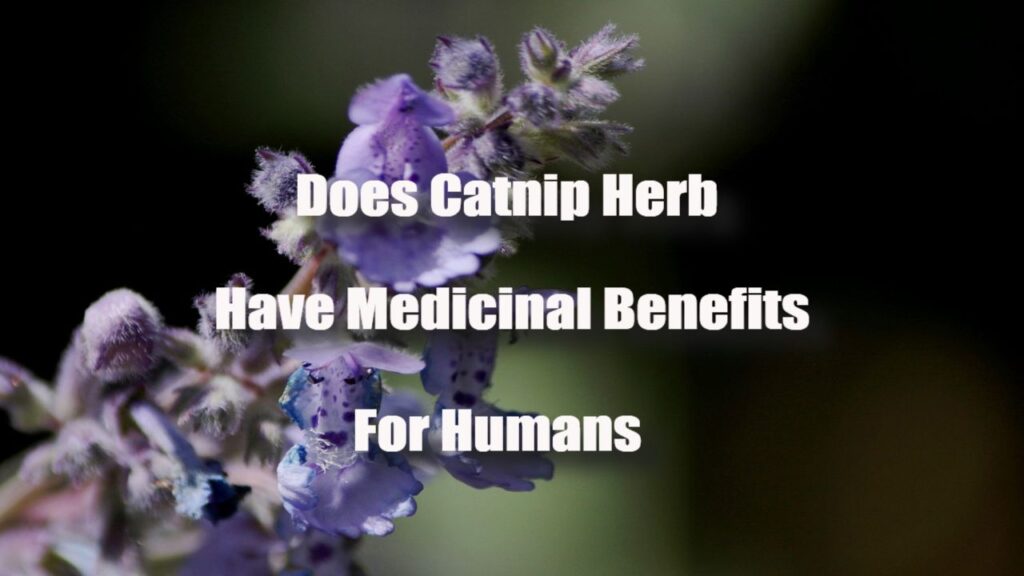 does catnip herb have medicinal benefits