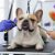 French Bulldog Grooming for a Shiny and Healthy Coat