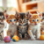 Kitten Socialization: Essential for Healthy Growth