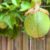 Fruiting Vines: Discover Passionfruit & Kiwi for Brisbane Pergolas