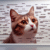 Cat Meme Strategies to Achieve Feline Internet Fame