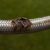 Emergency Plumber Tips for Handling Burst Pipes and Hoses