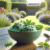 Mint in Desserts: A Fresh Twist on Sweet Treats