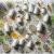 Herbal Supplements for Energy: Your Complete Usage Guide