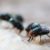 Maggots Extermination Tips for Sydney Homes