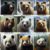 Essential Tips for Surviving a Bear Attack