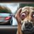 Motion Sickness Remedies for Dogs: Top Effective Solutions