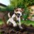 Jack Russell Terrier Digging Habits: Essential Insights